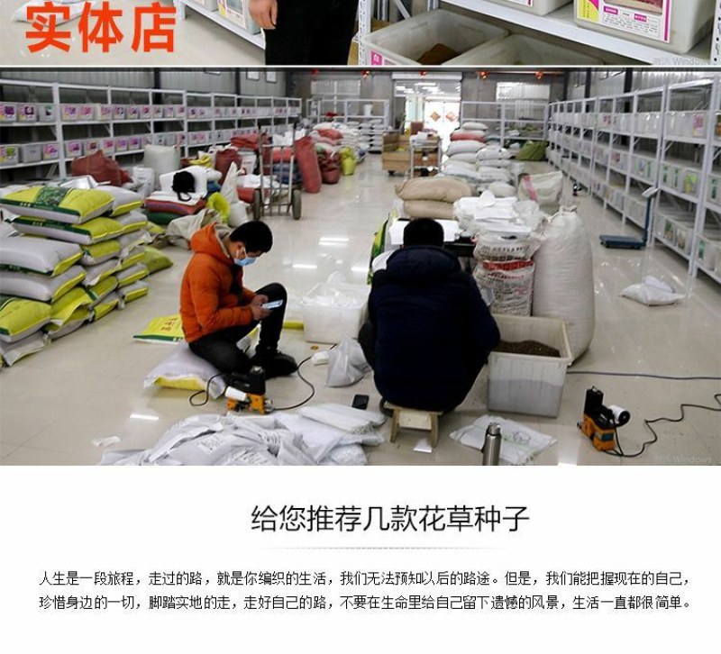 高羊茅草坪种子耐寒耐旱护坡四季常青草坪种子发芽率98%
