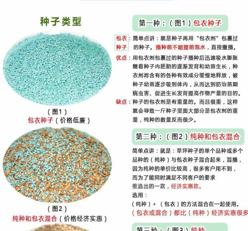 高羊茅草坪种子耐寒耐旱护坡四季常青草坪种子发芽率98%