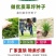 高羊茅草坪种子耐寒耐旱护坡四季常青草坪种子发芽率98%