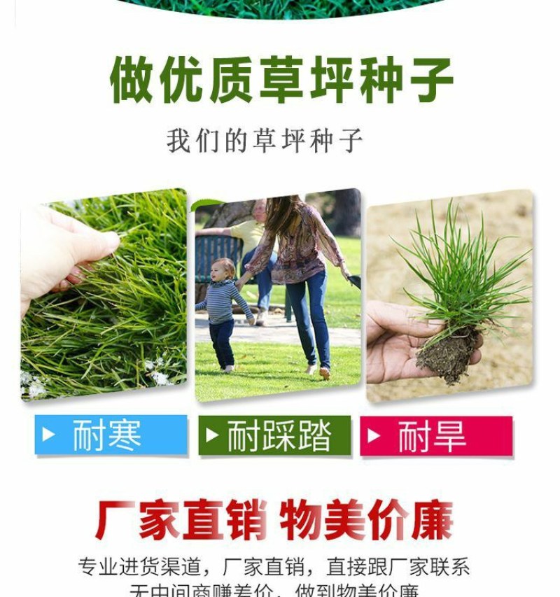高羊茅草坪种子耐寒耐旱护坡四季常青草坪种子发芽率98%