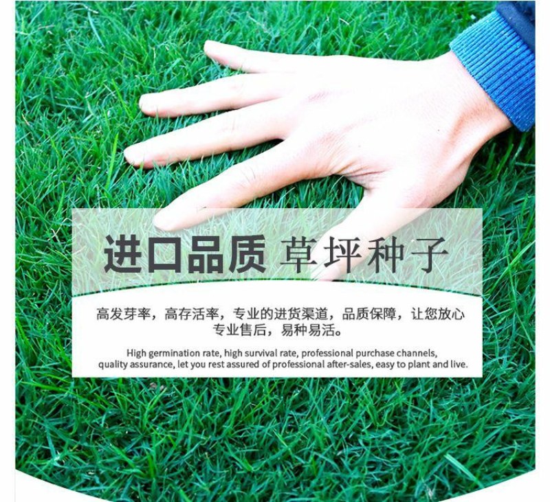 高羊茅草坪种子耐寒耐旱护坡四季常青草坪种子发芽率98%