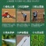 高羊茅草坪种子耐寒耐旱护坡四季常青草坪种子发芽率98%