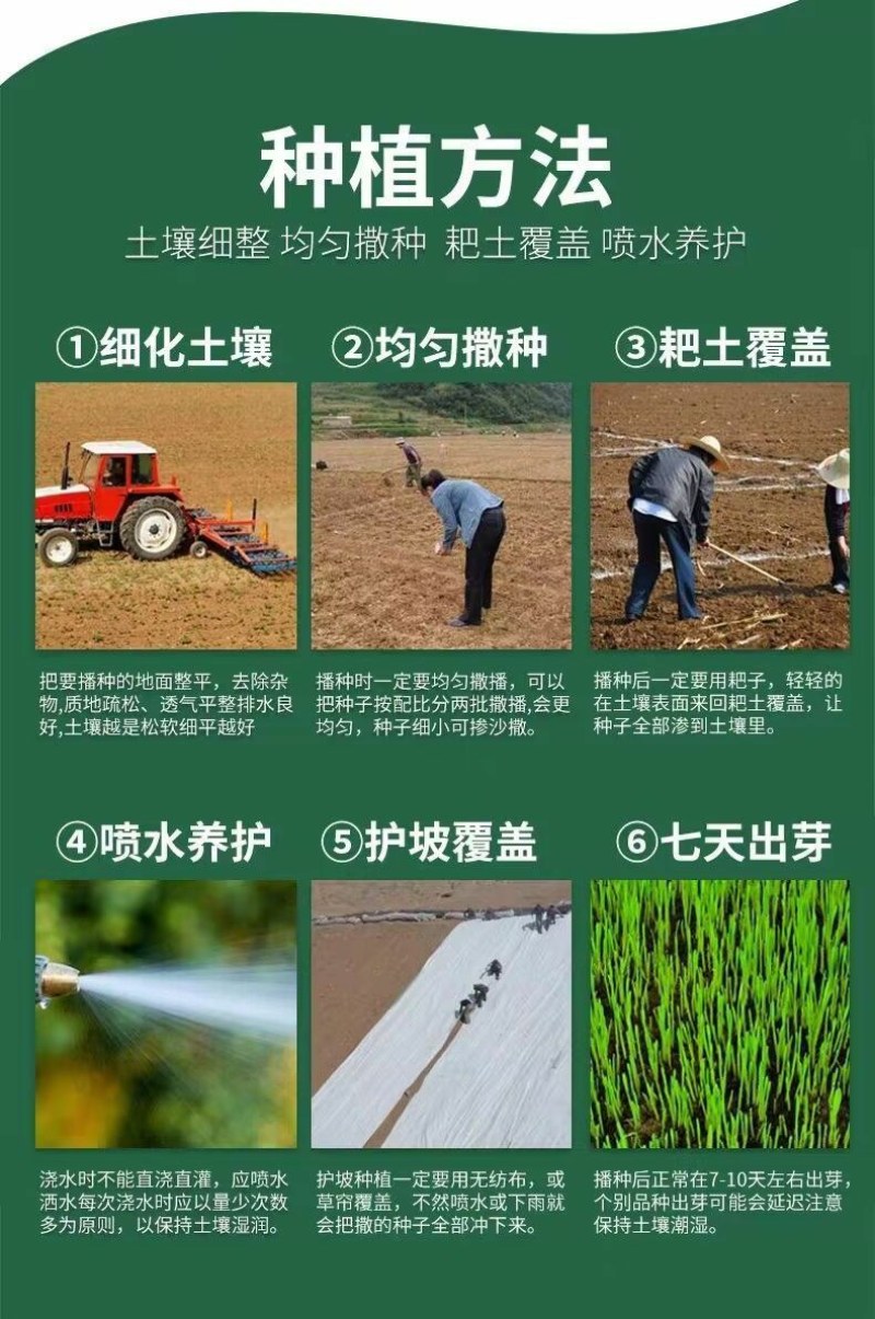 高羊茅草坪种子耐寒耐旱护坡四季常青草坪种子发芽率98%