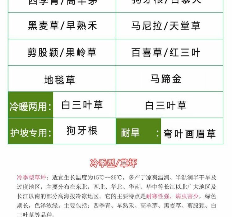 高羊茅草坪种子耐寒耐旱护坡四季常青草坪种子发芽率98%