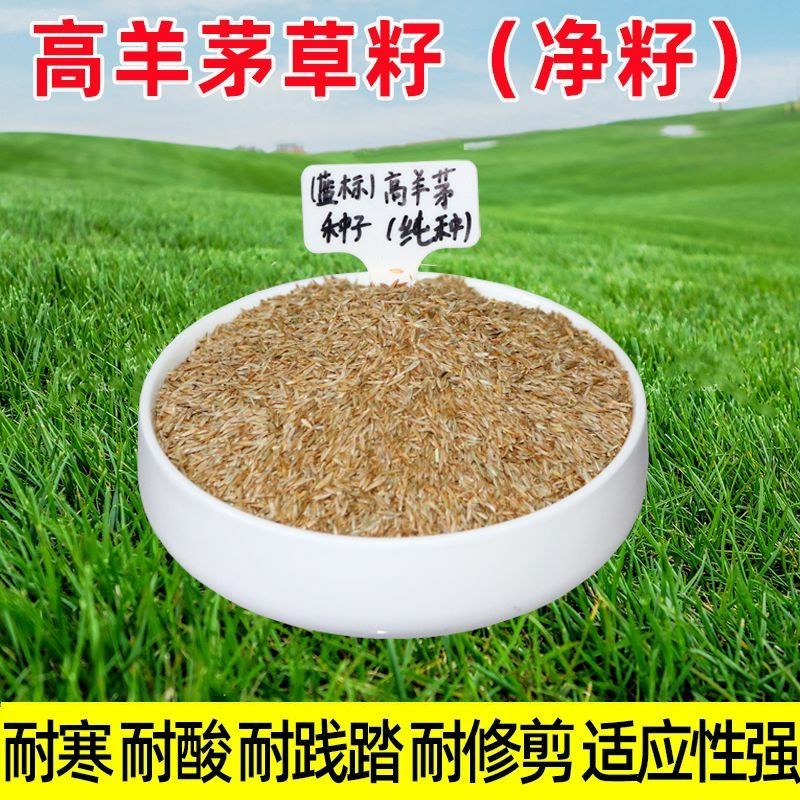 高羊茅草坪种子耐寒耐旱护坡四季常青草坪种子发芽率98%