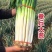 山东大葱种子大田基地优选章丘大葱种子正宗大葱脆甜味浓