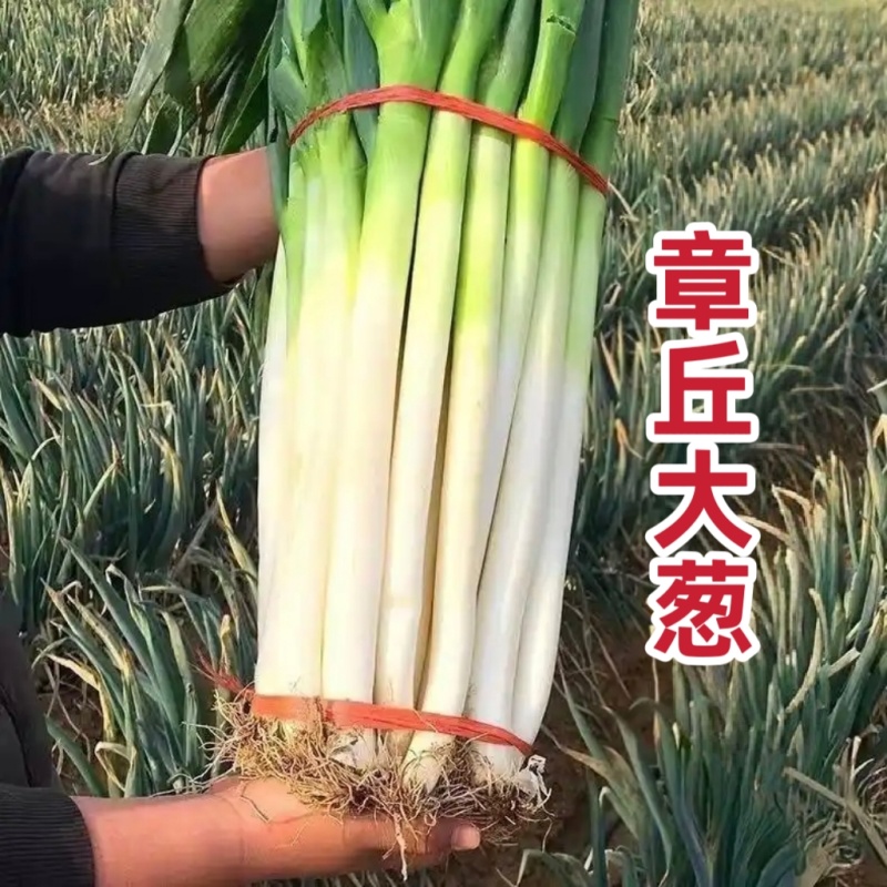 山东大葱种子大田基地优选章丘大葱种子正宗大葱脆甜味浓