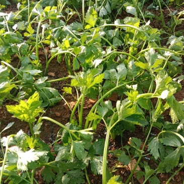 香芹