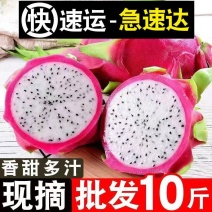 【批发价】白心火龙果10斤一整箱包邮应季新鲜水果直供超甜
