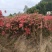 安徽整园杜鹃规格5分支丛生全冠地景矮桩盆栽映山红树桩出售