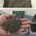 蒲公英种子发芽率99%以上新货多发芽四季可播种多年生草本