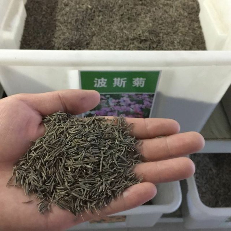 蒲公英种子发芽率99%以上新货多发芽四季可播种多年生草本