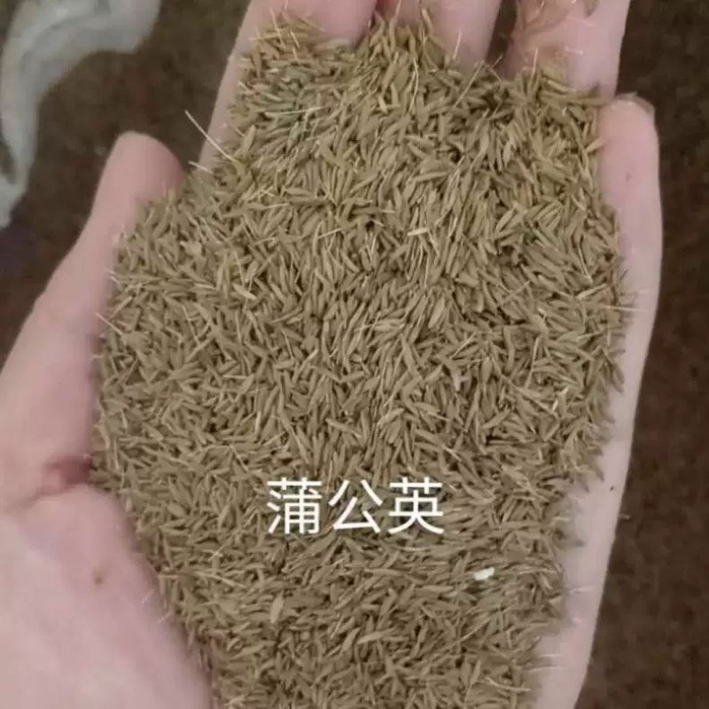 蒲公英种子发芽率99%以上新货多发芽四季可播种多年生草本