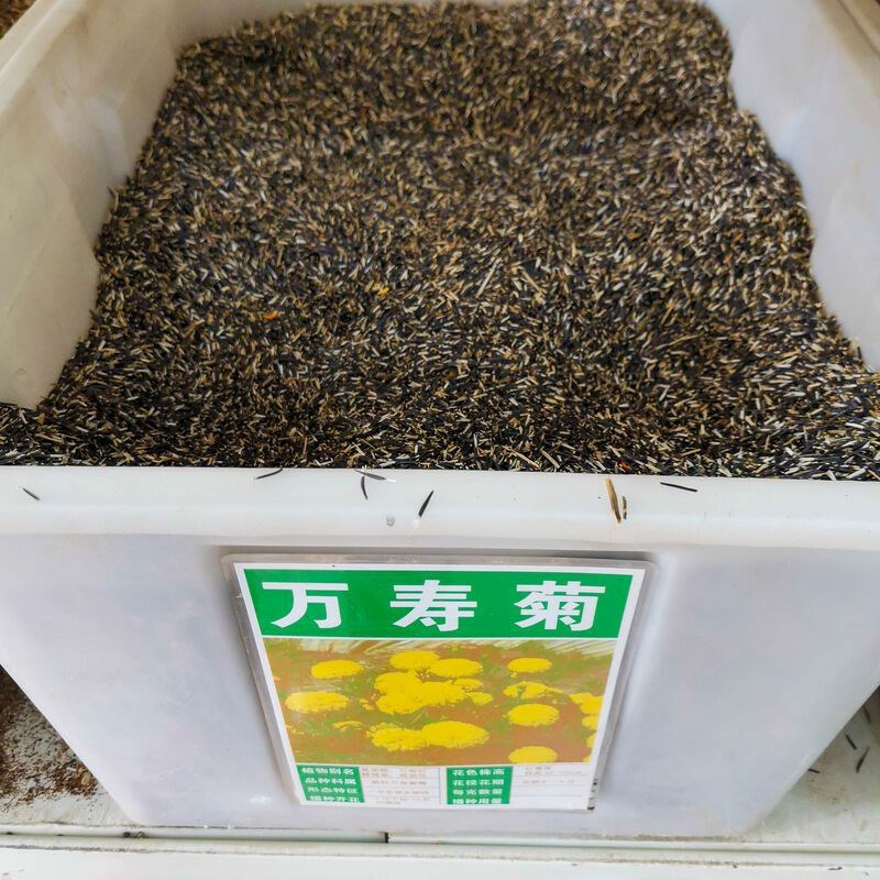 蒲公英种子发芽率99%以上新货多发芽四季可播种多年生草本