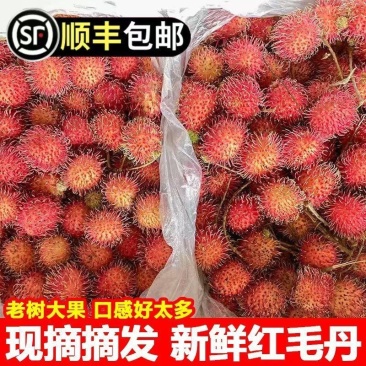 当季新鲜红毛丹现摘水果整箱毛荔枝孕妇水果热带水果整箱批发