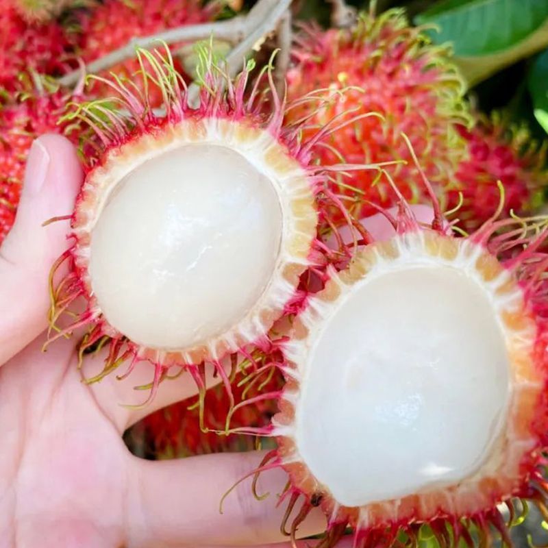 当季新鲜红毛丹现摘水果整箱毛荔枝孕妇水果热带水果整箱批发