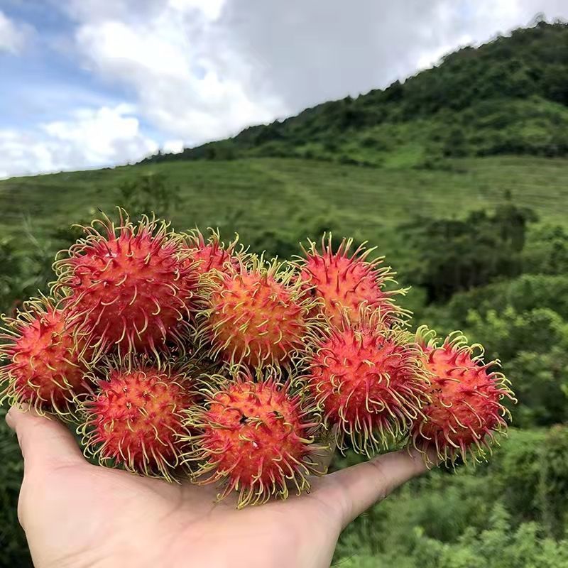 当季新鲜红毛丹现摘水果整箱毛荔枝孕妇水果热带水果整箱批发