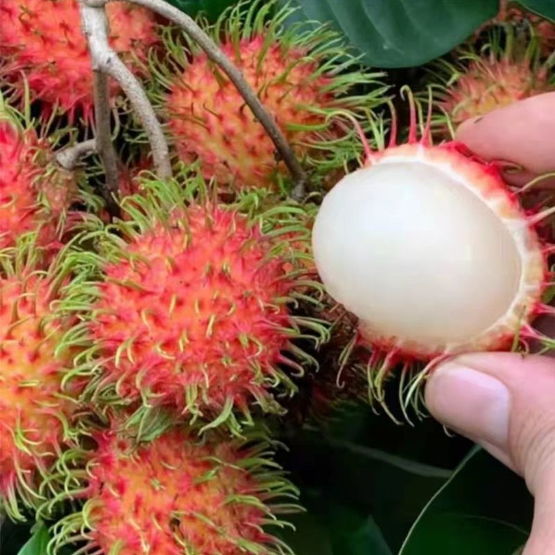 当季新鲜红毛丹现摘水果整箱毛荔枝孕妇水果热带水果整箱批发
