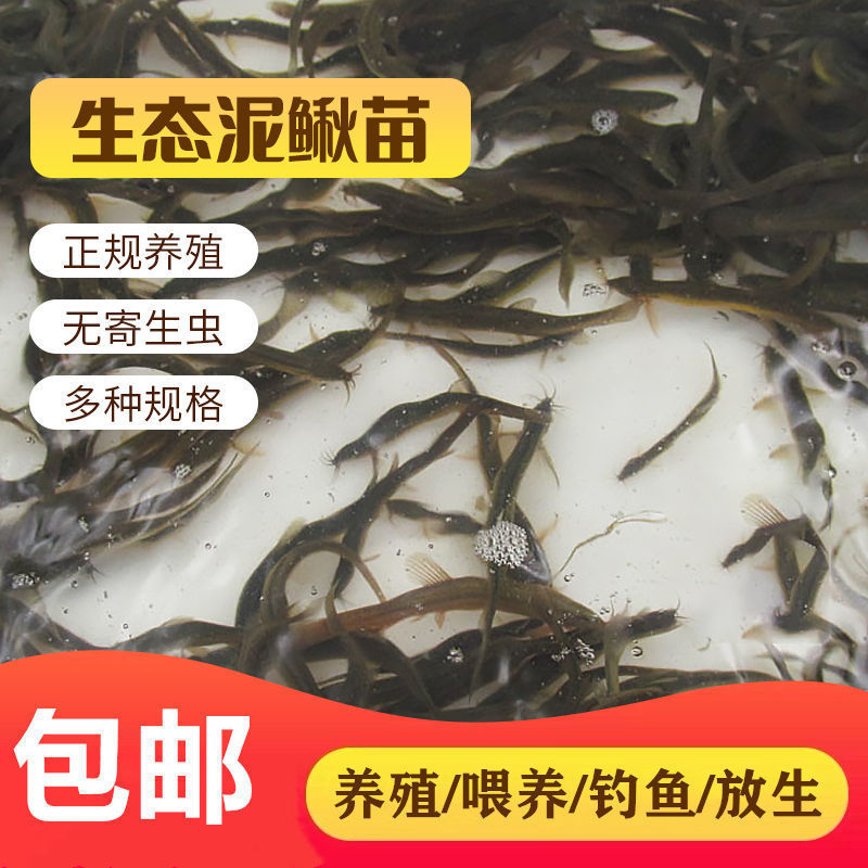 放生泥鳅宠物饲料生态泥鳅苗全国发货