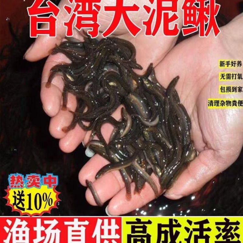 放生泥鳅宠物饲料生态泥鳅苗全国发货