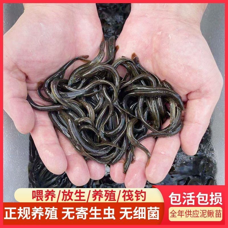 放生泥鳅宠物饲料生态泥鳅苗全国发货