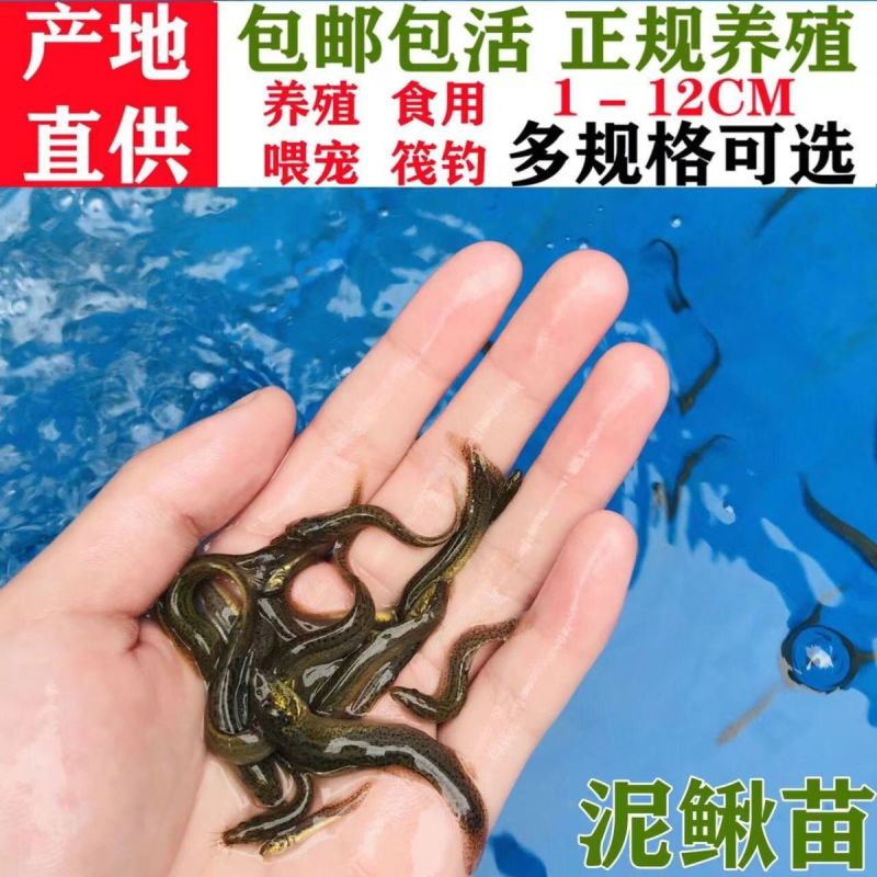 放生泥鳅宠物饲料生态泥鳅苗全国发货