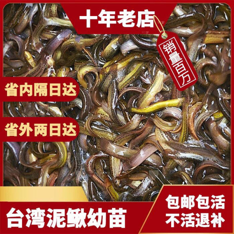 放生泥鳅宠物饲料生态泥鳅苗全国发货