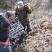 安徽整园杜鹃规格5分支丛生全冠地景矮桩盆栽映山红树桩出售