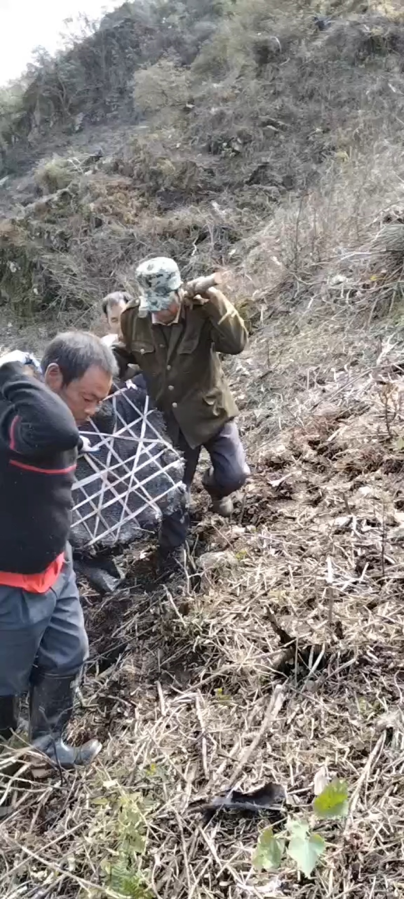 安徽整园杜鹃规格5分支丛生全冠地景矮桩盆栽映山红树桩出售