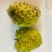 新鲜牛奶当季水果释迦凤梨摩尼果番荔枝佛头整箱林檎批发包邮
