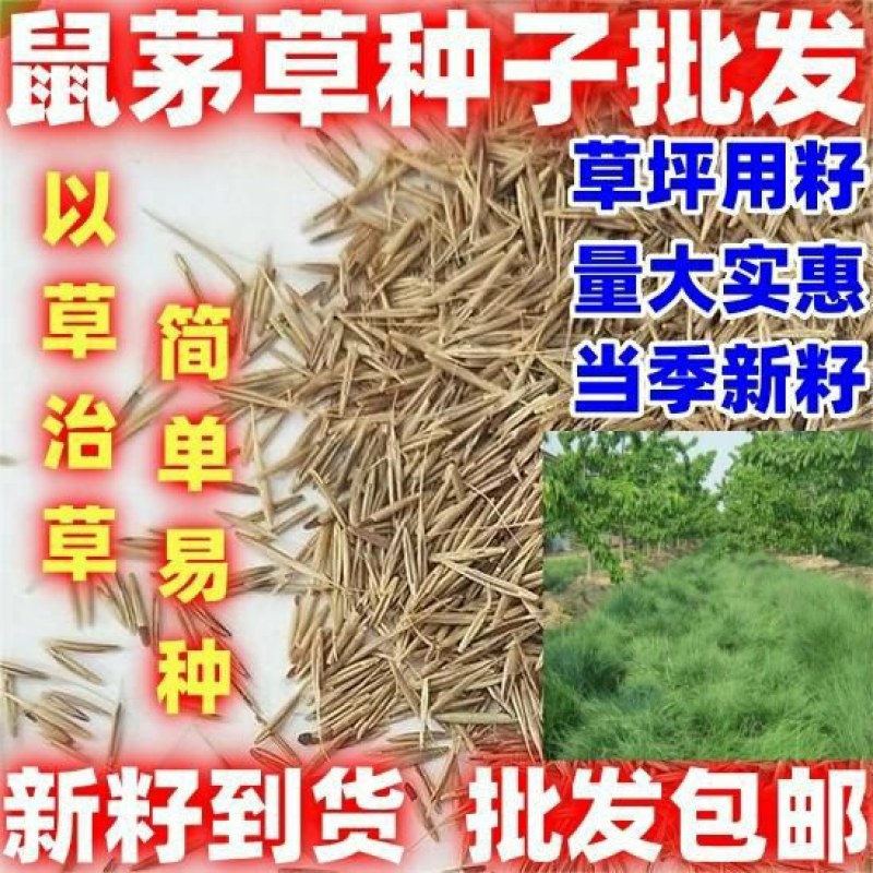 鼠茅草种果园绿肥鼠茅草草种鼠茅草种子鼠毛草种籽鼠毛草籽