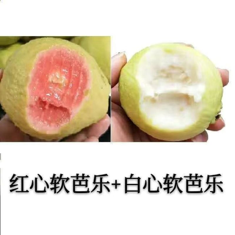 广西软心红心番石榴新鲜水果香软芭乐红软糯鸡屎果包
