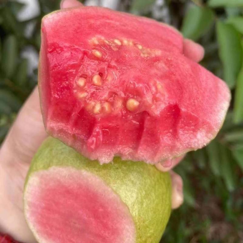 广西软心红心番石榴新鲜水果香软芭乐红软糯鸡屎果包