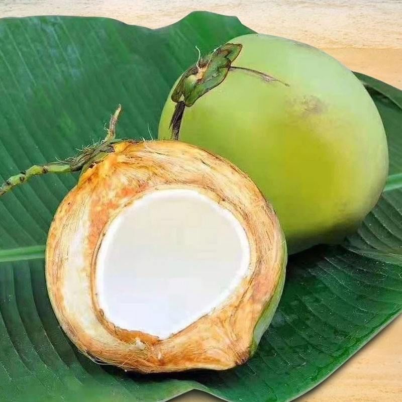 【精选大果】海南椰青新鲜椰子现摘孕妇水果椰汁椰肉2/4/