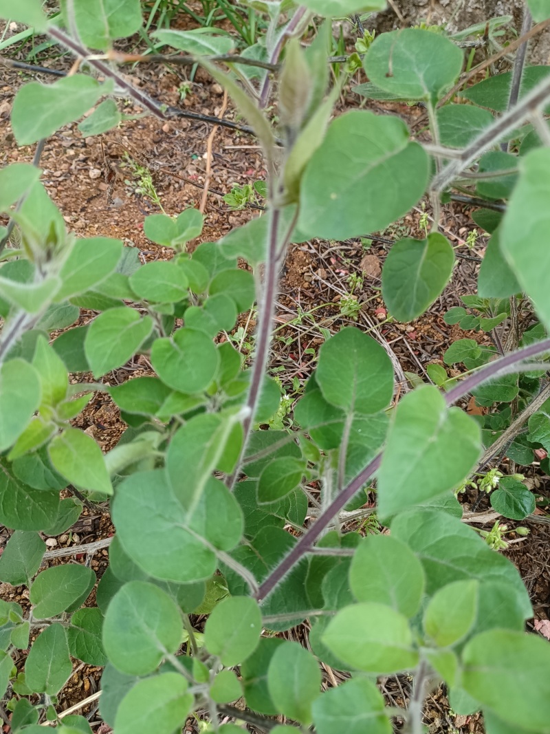 白英粗藤精选野生年份老藤白毛藤蜀羊泉排风藤中药材产地直销
