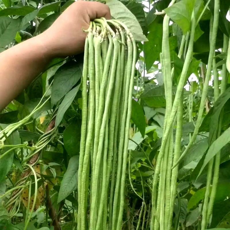 全能**豇豆种子中早熟植株蔓生条荚嫩绿色肉质厚采收期长