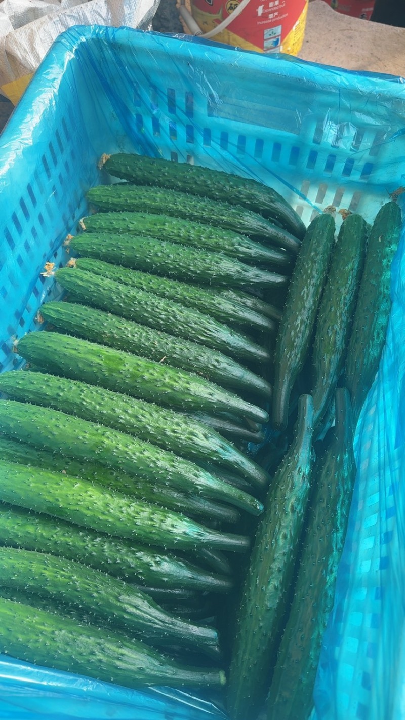 干花密刺黄瓜产地发货新鲜现摘货源充足