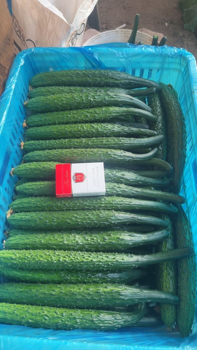 干花密刺黄瓜产地发货新鲜现摘货源充足