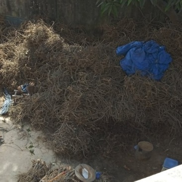 精品毒鱼藤根大量有货产地直销品质保证可视频看货