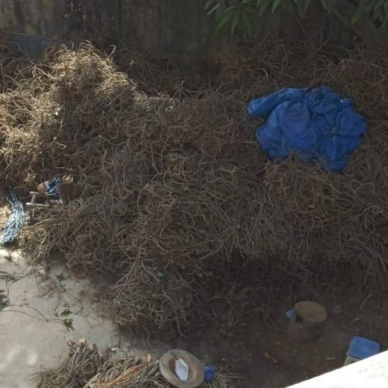 精品毒鱼藤根大量有货产地直销品质保证可视频看货