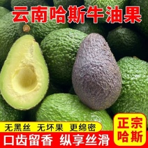 【国货之光正宗哈斯】云南国产牛油果哈斯牛油果新鲜水果高山