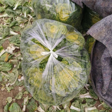 黄心乌白菜，匊花心，乌塌菜