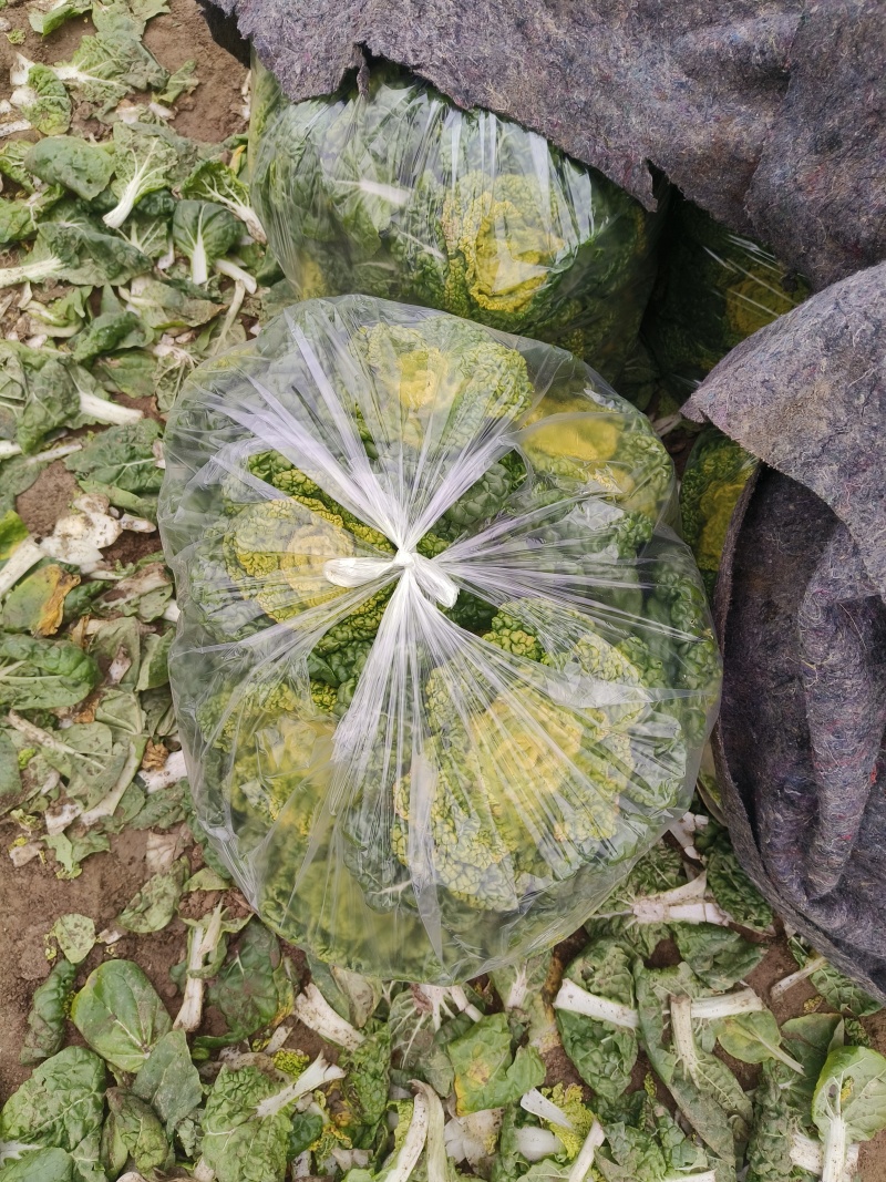 黄心乌白菜，匊花心，乌塌菜