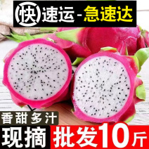 【批发价】白心火龙果10斤一整箱包邮应季新鲜水果直供超甜