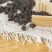 【牵牛子】牵牛子白丑黑丑物美价廉量大从优