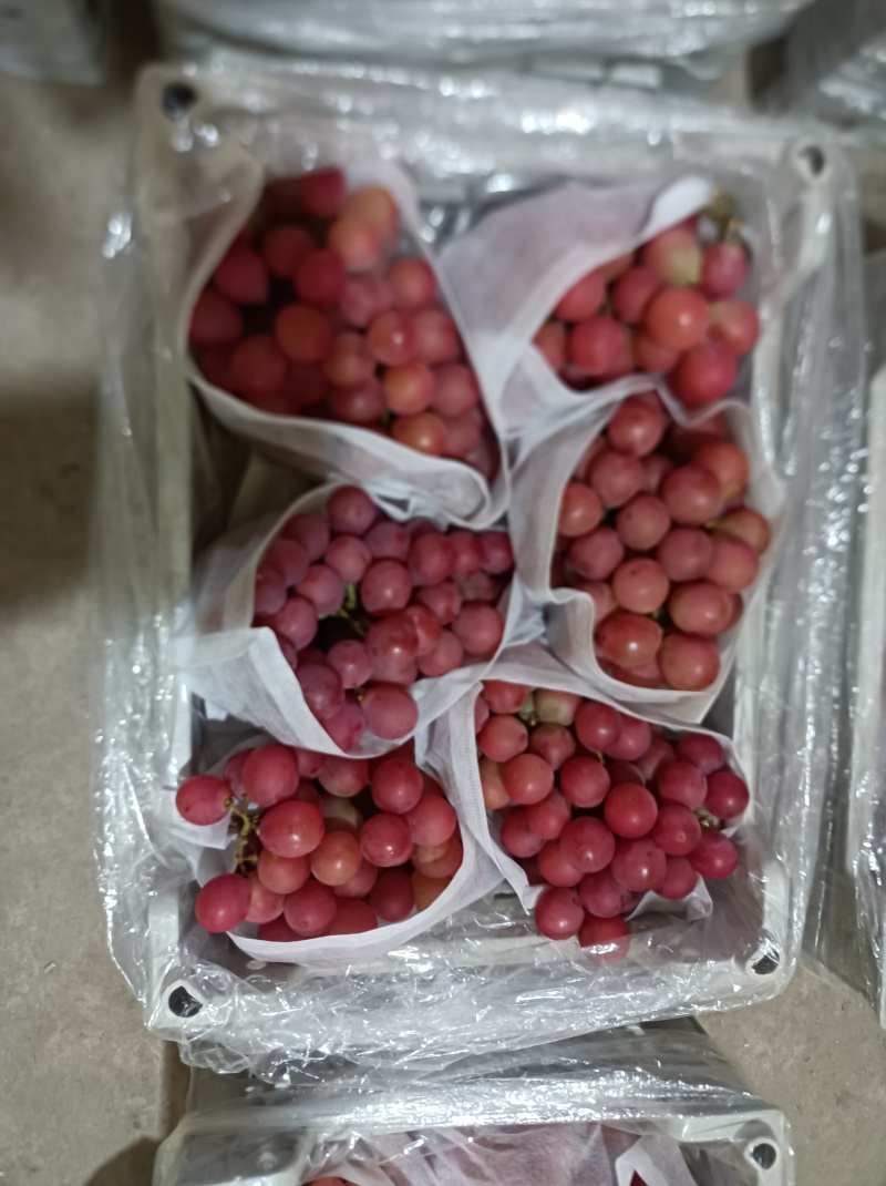辽宁盖州尼那皇后大量货源品质保证对接商超市场欢迎联系