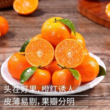 广西砂糖橘桂林荔浦砂糖橘合作社没套路让您放心！