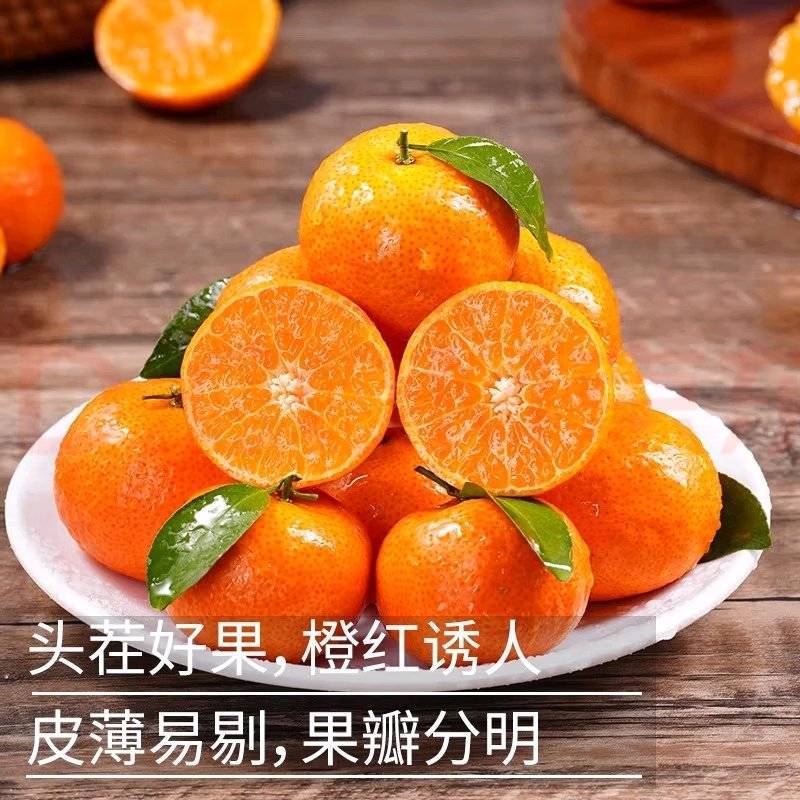 广西砂糖橘桂林荔浦砂糖橘合作社没套路让您放心！