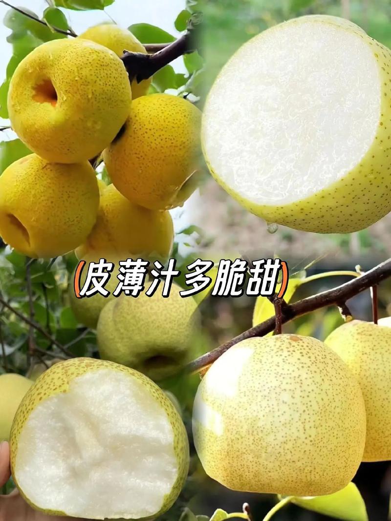 安徽砀山酥梨诚信合作量大从优欢迎客户来电咨询运输便利
