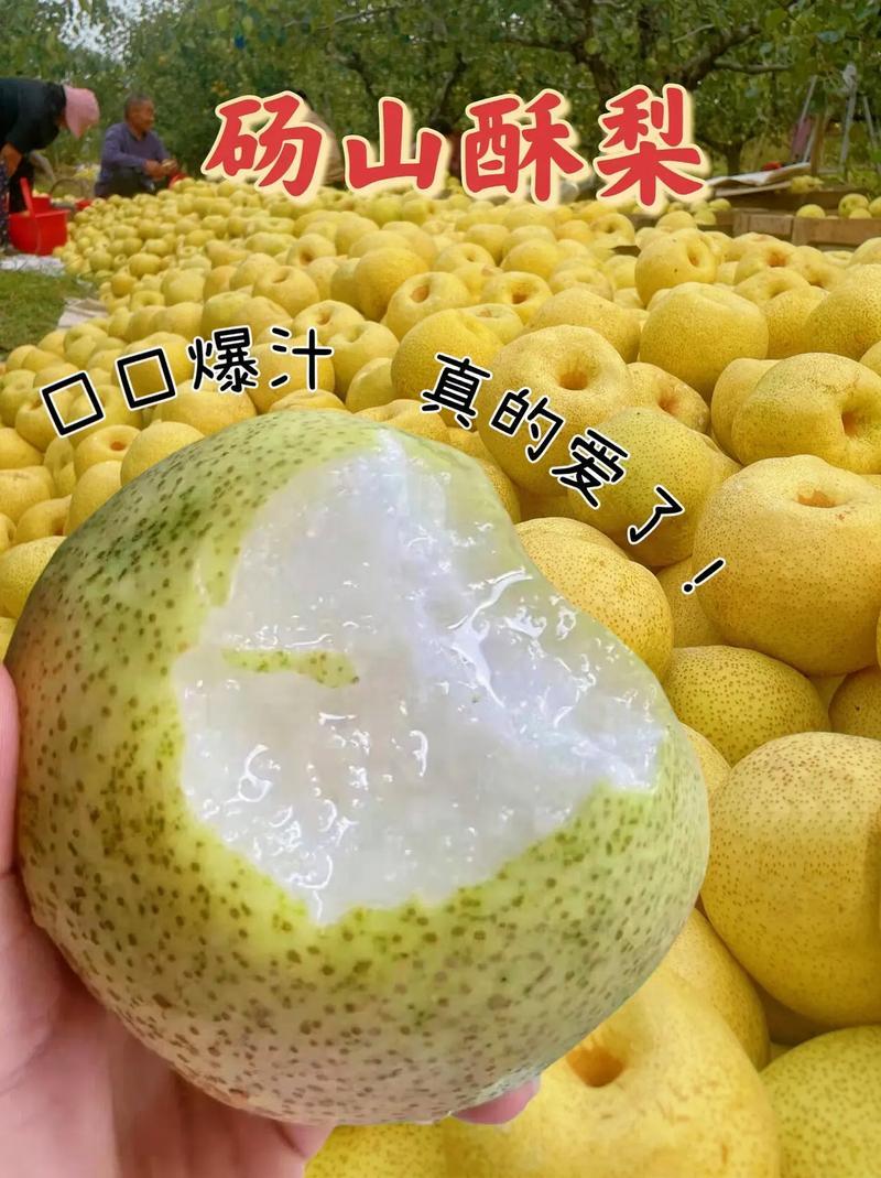 安徽砀山酥梨诚信合作量大从优欢迎客户来电咨询运输便利